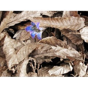 leaves1