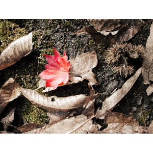 leaves2