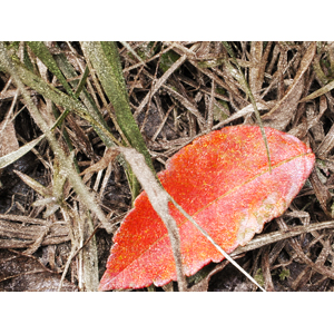 leaves3