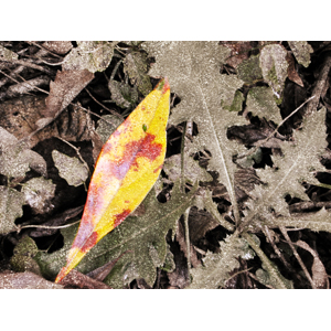 leaves4