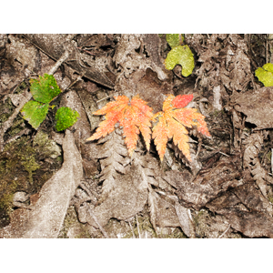 leaves5