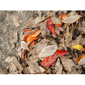 leaves6