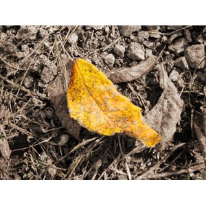 leaves7